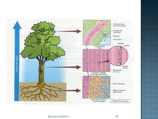 Nuno Correia 2010/11   43
 