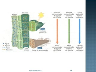 Nuno Correia 2010/11   44
 
