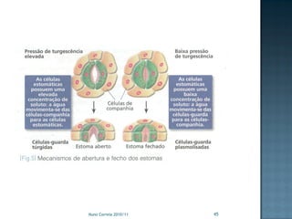 Nuno Correia 2010/11   45
 
