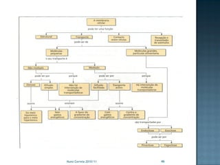 Nuno Correia 2010/11   46
 