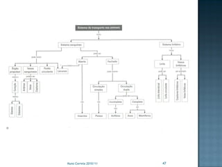 Nuno Correia 2010/11   47
 