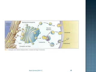 Nuno Correia 2010/11   48
 