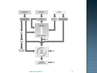Nuno Correia 2010/11   5
 