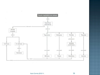 Nuno Correia 2010/11   50
 