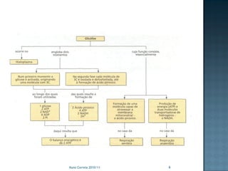 Nuno Correia 2010/11   6
 
