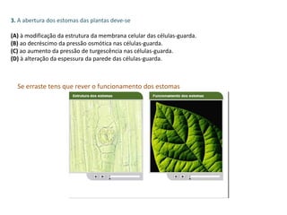 3. A abertura dos estomas das plantas deve-se
(A) à modificação da estrutura da membrana celular das células-guarda.
(B) ao decréscimo da pressão osmótica nas células-guarda.
(C) ao aumento da pressão de turgescência nas células-guarda.
(D) à alteração da espessura da parede das células-guarda.
Se erraste tens que rever o funcionamento dos estomas
 