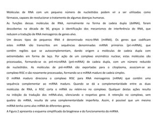 Moléculas de RNA com um pequeno número de nucleótidos podem vir a ser utilizadas como
fármacos, capazes de revolucionar o tratamento de algumas doenças humanas.
As funções dessas moléculas de RNA, normalmente na forma de cadeia dupla (dsRNA), foram
descobertas na década de 90, graças à identificação dos mecanismos de interferência do RNA, que
reduzem a tradução de RNA mensageiros de genes-alvo.
Um desses tipos de pequenos RNA é denominado micro-RNA (miRNA). Os genes que codificam
estes miRNA são transcritos em sequências denominadas miRNA primários (pri-miRNA), que
contêm regiões que se autocomplementam, dando origem a moléculas de cadeia dupla com
extremidades em forma de laço. Por ação de um complexo enzimático nuclear, estas moléculas são
processadas, formando-se os pré-microRNA (pré-miRNA) de cadeia dupla, com um número reduzido
de nucleótidos. As moléculas de pré-miRNA são exportadas para o citoplasma, associam-se ao
complexo RISC e são novamente processadas, formando-se o miRNA maduro de cadeia simples.
O miRNA maduro direciona o complexo RISC para RNA mensageiros (mRNA) que contêm uma
sequência complementar ao miRNA maduro. Quando se dá a complementaridade entre as duas
moléculas de RNA, o RISC corta o mRNA ou retém-no no complexo. Qualquer destas ações resulta
na inibição da tradução dos mRNA-alvo, silenciando o respetivo gene. A retenção no complexo, sem
quebra do mRNA, resulta de uma complementaridade imperfeita. Assim, é possível que um mesmo
miRNA tenha como alvo mRNA de diferentes genes.
A Figura 2 apresenta o esquema simplificado da biogénese e do funcionamento do miRNA.
 