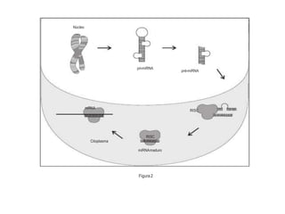 Núcleo
pri-miRNA
pré-miRNA
mRNA
RISC
RISC
Citoplasma
miRNAmaduro
Figura2
 