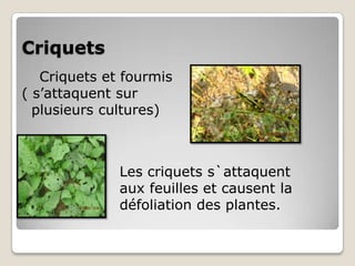Criquets
   Criquets et fourmis
( s’attaquent sur
  plusieurs cultures)



              Les criquets s`attaquent
              aux feuilles et causent la
              défoliation des plantes.
 