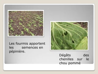 Les fourmis apportent
les     semences en
pépinière.
                        Dégâts       des
                        chenilles sur le
                        chou pommé
 