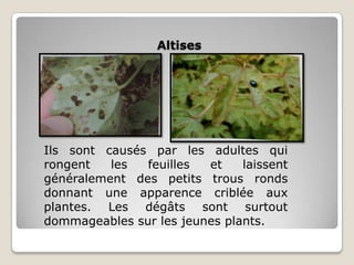 Altises




Ils sont causés par les adultes qui
rongent   les  feuilles  et    laissent
généralement des petits trous ronds
donnant une apparence criblée aux
plantes. Les dégâts sont surtout
dommageables sur les jeunes plants.
 