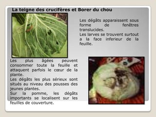 La teigne des crucifères et Borer du chou

                                   Les dégâts apparaissent sous
                                   forme         de      fenêtres
                                   translucides.
                                   Les larves se trouvent surtout
                                   a la face inferieur de la
                                   feuille.



Les      plus    âgées   peuvent
consommer toute la feuille et
attaquent parfois le cœur de la
plante.
Les dégâts les plus sérieux sont
situés au niveau des pousses des
jeunes plantes.
Sur la pomme, les dégâts
importants se localisent sur les
feuilles de couverture.
 