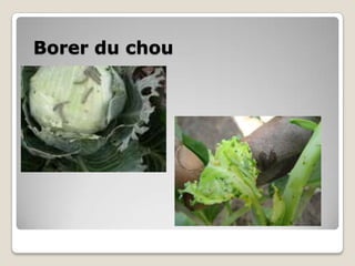 Borer du chou
 