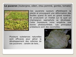 Le puceron (Aubergine, céleri, chou pommé, gombo, tomate)

                       Ces pucerons suceurs affaiblissent la
                       plante et provoquent une déformation des
                       feuilles quand ils sont en grand nombre.
                       Ils produisent un miellat sur le quel un
                       champignon saprophyte se développe.
                       Cette moisissure noire empêche une
                       bonne photosynthèse. Les principaux
                       prédateurs sont des coccinelles.




    Plusieurs substances naturelles
    sont efficaces pour gêner le
    développement des colonies de
    ces pucerons : cendre de bois…
 