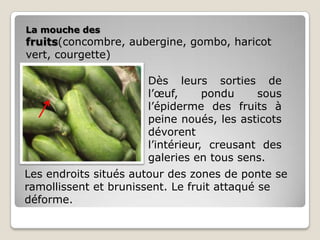 La mouche des
fruits(concombre, aubergine, gombo, haricot
vert, courgette)

                      Dès leurs sorties de
                      l’œuf,      pondu    sous
                      l’épiderme des fruits à
                      peine noués, les asticots
                      dévorent
                      l’intérieur, creusant des
                      galeries en tous sens.
Les endroits situés autour des zones de ponte se
ramollissent et brunissent. Le fruit attaqué se
déforme.
 