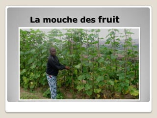 La mouche des fruit
 