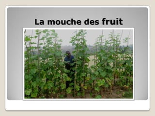 La mouche des fruit
 
