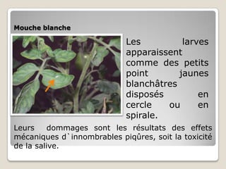 Mouche blanche

                            Les          larves
                            apparaissent
                            comme des petits
                            point       jaunes
                            blanchâtres
                            disposés         en
                            cercle   ou      en
                            spirale.
Leurs     dommages sont les résultats des effets
mécaniques d`innombrables piqûres, soit la toxicité
de la salive.
 