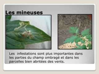 Les mineuses




 Les infestations sont plus importantes dans
 les parties du champ ombragé et dans les
 parcelles bien abritées des vents.
 