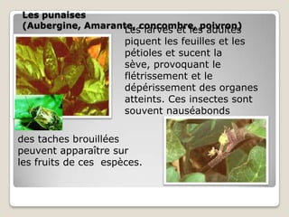Les punaises
(Aubergine, Amarante, concombre, poivron)
                      Les larves et les adultes
                      piquent les feuilles et les
                      pétioles et sucent la
                      sève, provoquant le
                      flétrissement et le
                      dépérissement des organes
                      atteints. Ces insectes sont
                      souvent nauséabonds

des taches brouillées
peuvent apparaître sur
les fruits de ces espèces.
 