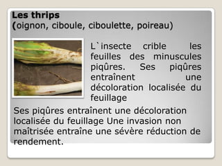 Les thrips
(oignon, ciboule, ciboulette, poireau)

                   L`insecte crible       les
                   feuilles des minuscules
                   piqûres.   Ses    piqûres
                   entraînent            une
                   décoloration localisée du
                   feuillage
Ses piqûres entraînent une décoloration
localisée du feuillage Une invasion non
maîtrisée entraîne une sévère réduction de
rendement.
 