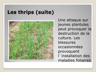 Les thrips (suite)
                     Une attaque sur
                     jeunes plantules
                     peut provoquer la
                     destruction de la
                     culture. Les
                     blessures
                     occasionnées
                     provoquent
                     l`installation des
                     maladies foliaires.
 