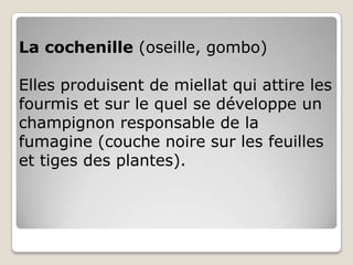 La cochenille (oseille, gombo)

Elles produisent de miellat qui attire les
fourmis et sur le quel se développe un
champignon responsable de la
fumagine (couche noire sur les feuilles
et tiges des plantes).
 