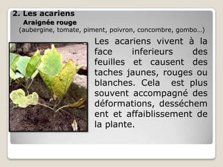 2. Les acariens
  Araignée rouge
 (aubergine, tomate, piment, poivron, concombre, gombo…)
                       Les acariens vivent à la
                       face     inferieurs   des
                       feuilles et causent des
                       taches jaunes, rouges ou
                       blanches. Cela est plus
                       souvent accompagné des
                       déformations, desséchem
                       ent et affaiblissement de
                       la plante.
 