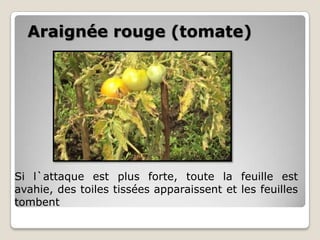 Araignée rouge (tomate)




Si l`attaque est plus forte, toute la feuille est
avahie, des toiles tissées apparaissent et les feuilles
tombent
 