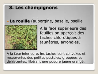 3. Les champignons


   La rouille (aubergine, baselle, oseille
                    A la face supérieure des
                    feuilles on aperçoit des
                    taches chlorotiques à
                    jaunâtres, arrondies.

A la face inferieure, les taches sont convexes et
recouvertes des petites pustules, groupées et
déhiscentes, libérant une poudre jaune orangé.
 