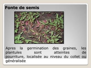 Fonte de semis




Apres la germination des graines, les
plantules       sont       atteintes      de
pourriture, localisée au niveau du collet ou
généralisée
 