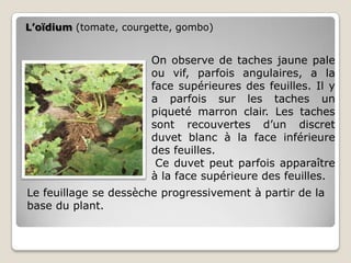 L’oïdium (tomate, courgette, gombo)


                       On observe de taches jaune pale
                       ou vif, parfois angulaires, a la
                       face supérieures des feuilles. Il y
                       a parfois sur les taches un
                       piqueté marron clair. Les taches
                       sont recouvertes d’un discret
                       duvet blanc à la face inférieure
                       des feuilles.
                        Ce duvet peut parfois apparaître
                       à la face supérieure des feuilles.
Le feuillage se dessèche progressivement à partir de la
base du plant.
 