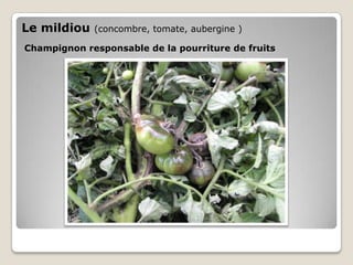 Le mildiou   (concombre, tomate, aubergine )

Champignon responsable de la pourriture de fruits
 