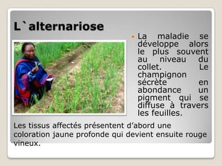 L`alternariose
                                  La maladie se
                                   développe alors
                                   le plus souvent
                                   au    niveau  du
                                   collet.        Le
                                   champignon
                                   sécrète        en
                                   abondance     un
                                   pigment qui se
                                   diffuse à travers
                                   les feuilles.
Les tissus affectés présentent d’abord une
coloration jaune profonde qui devient ensuite rouge
vineux.
 