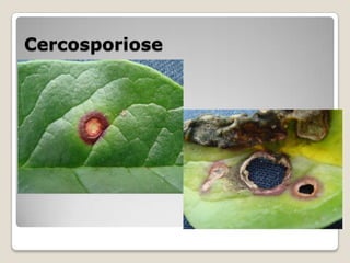 Cercosporiose
 
