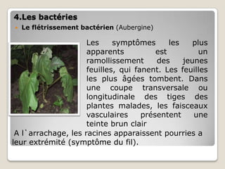4.Les bactéries
   Le flétrissement bactérien (Aubergine)

                     Les     symptômes       les    plus
                     apparents           est          un
                     ramollissement      des     jeunes
                     feuilles, qui fanent. Les feuilles
                     les plus âgées tombent. Dans
                     une coupe transversale ou
                     longitudinale des tiges des
                     plantes malades, les faisceaux
                     vasculaires     présentent     une
                     teinte brun clair
 A l`arrachage, les racines apparaissent pourries a
leur extrémité (symptôme du fil).
 