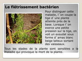 Le flétrissement bactérien
                          Pour distinguer cette
                          maladie, l`on coupe la
                          tige d`une plante
                          atteinte près de la
                          base. Lorsque l`on
                          exerce une petite
                          pression sur la tige, on
                          voit un exsudat sous
                          forme d`amas blanc
                          beige laiteux sortant
                          des vaisseaux.
Tous les stades de la plante sont sensibles a la
maladie qui provoque la mort de la plante.
 