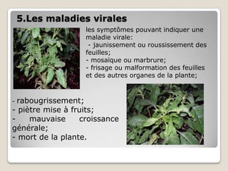 5.Les maladies virales
                   les symptômes pouvant indiquer une
                   maladie virale:
                    - jaunissement ou roussissement des
                   feuilles;
                   - mosaïque ou marbrure;
                   - frisage ou malformation des feuilles
                   et des autres organes de la plante;



- rabougrissement;
- piètre mise à fruits;
-    mauvaise     croissance
générale;
- mort de la plante.
 