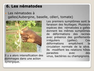 6. Les nématodes
   Les nématodes à
    galles(Aubergine, baselle, céleri, tomate)
                                   Les premiers symptômes sont la
                                   fanaison des feuillages. Plusieurs
                                   espèces des nématodes a galles
                                   donnent les mêmes symptômes
                                   de déformations des racines
                                   avec présence des gonflements
                                   irréguliers      (galles).     Ces
                                   déformations      empêchent     la
                                   circulation normale de la sève.
                                   Ils modifient les relations hôtes
                                   parasites         avec         des
Il y a alors intensification des   virus, bactéries ou champignons.
dommages dans une action
synergique.
 