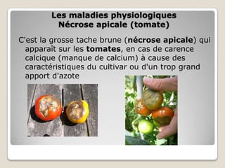 Les maladies physiologiques
         Nécrose apicale (tomate)
C'est la grosse tache brune (nécrose apicale) qui
  apparaît sur les tomates, en cas de carence
  calcique (manque de calcium) à cause des
  caractéristiques du cultivar ou d'un trop grand
  apport d'azote
 