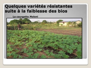 Quelques variétés résistantes
suite à la faiblesse des bios
   La courgette Moloni
 