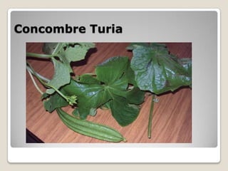 Concombre Turia
 