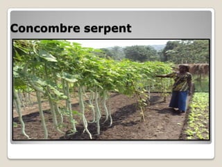 Concombre serpent
 