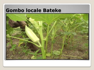Gombo locale Bateke
 