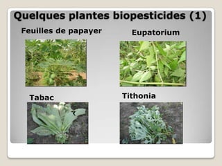 Quelques plantes biopesticides (1)
 Feuilles de papayer     Eupatorium




  Tabac                Tithonia
 
