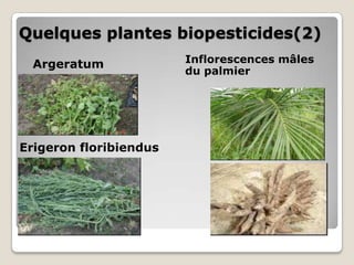 Quelques plantes biopesticides(2)
  Argeratum             Inflorescences mâles
                        du palmier




Erigeron floribiendus
 