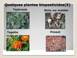 Quelques plantes biopesticides(5)
    Tephrosia      Walu wa matebo




 Tagette              Piment
 