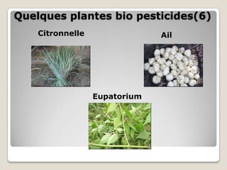 Quelques plantes bio pesticides(6)
    Citronnelle                Ail




                  Eupatorium
 