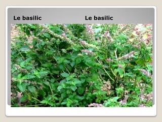 Le basilic   Le basilic
 
