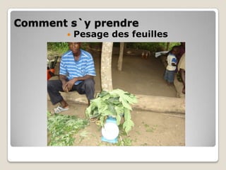 Comment s`y prendre
           Pesage des feuilles
 